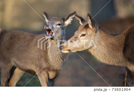 Close up of a Red deer hind with a calf 73601904
