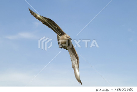 Close up of a Great skua in flight 73601930