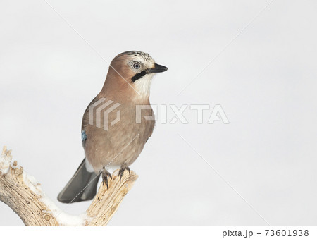 Eurasian jay perched on a tree branch in winter 73601938