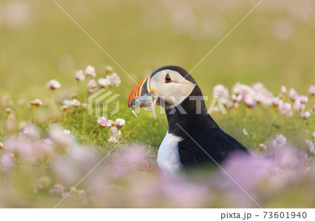 Atlantic puffin with sand eels in pink sea thrift flowers Atlantic puffin with sand eels in pink sea thrift flowers 73601940
