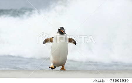 Close up of a Gentoo penguin on a beach near stormy ocean Close up of a Gentoo penguin on a beach near stormy ocean 73601950