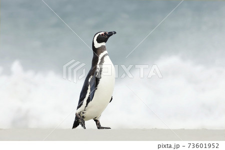 Magellanic penguin walking on a sandy beach in the Falkland Islands Magellanic penguin walking on a sandy beach in the Falkland Islands 73601952