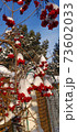 Photo with Bunch of red viburnum with drops of melted snow 73602033