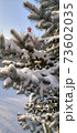 Photo with fluffy pine covered with snow in a snowy field 73602035