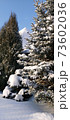 Photo with fluffy pine covered with snow in a snowy field 73602036