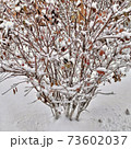 Snow covered bush with dried brown leaves 73602037
