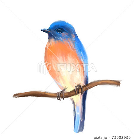 Bird Bluebird On Branch Isolated On White Stock Illustration