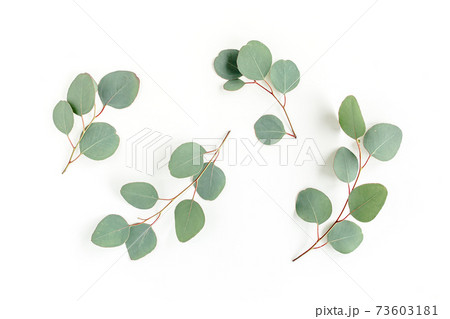 Green leaves eucalyptus isolated on white background. Green leaves eucalyptus isolated on white background. 73603181