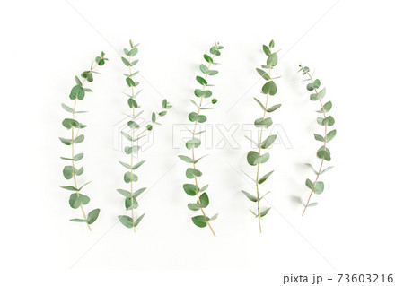 Green leaves eucalyptus isolated on white background. 73603216