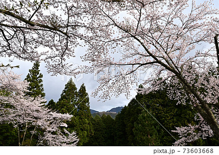 立雲峡の桜 立雲峡の桜 73603668
