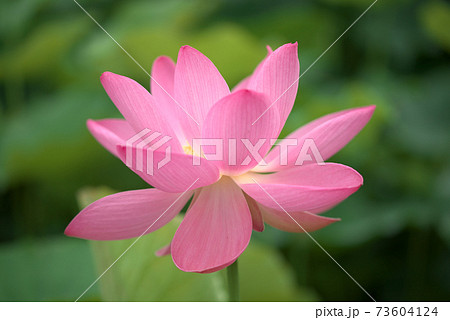 ピンクの蓮の花 73604124