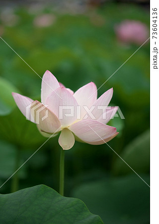 ピンクの蓮の花 73604136