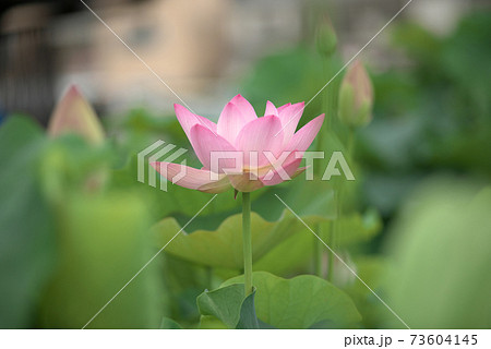 ピンクの蓮の花 73604145