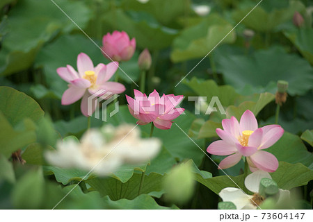 ピンクの蓮の花 73604147