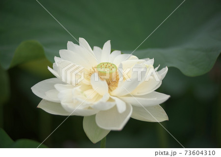 白い蓮の花 73604310