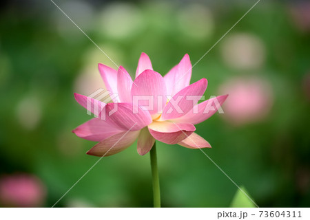 ピンクの蓮の花 73604311
