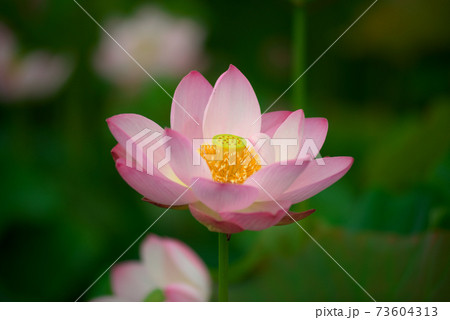 ピンクの蓮の花 73604313