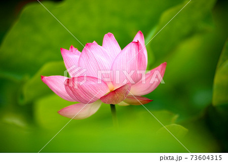 ピンクの蓮の花 73604315