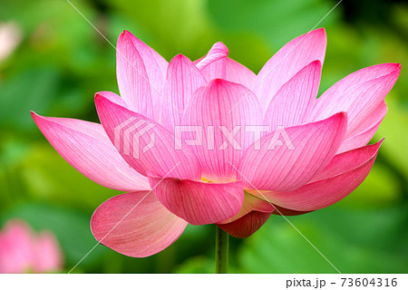 ピンクの蓮の花 73604316
