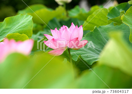 ピンクの蓮の花 73604317