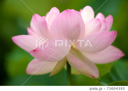 ピンクの蓮の花 73604393
