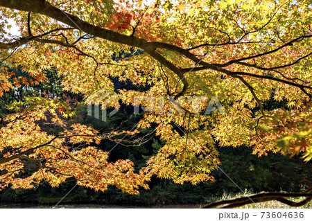 神戸市立森林植物園の秋の風景 73604636