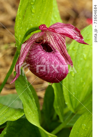 窯無ホテイアツモリソウ 73604684