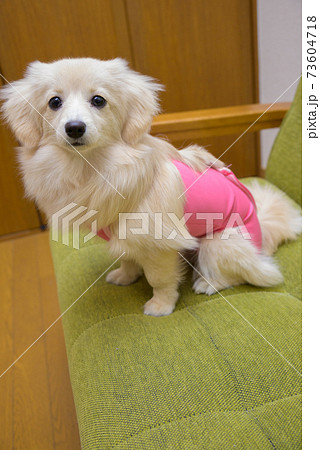 避妊・去勢手術後ウェアを着ている子犬　ミックス犬　ポメックス 73604718