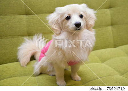 避妊・去勢手術後ウェアを着ている子犬 ミックス犬 ポメックス 避妊・去勢手術後ウェアを着ている子犬 ミックス犬 ポメックス 73604719