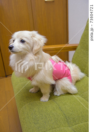 避妊・去勢手術後ウェアを着ている子犬　ミックス犬　ポメックス 73604721