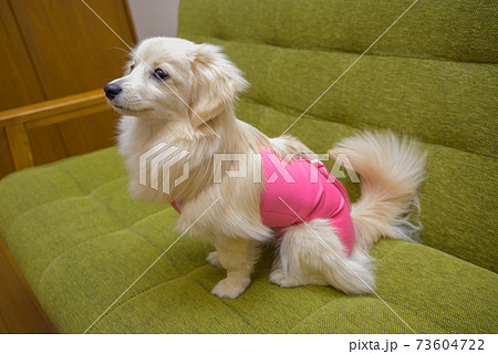 避妊・去勢手術後ウェアを着ている子犬　ミックス犬　ポメックス 73604722
