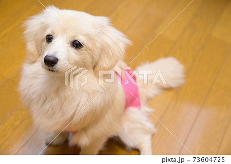 避妊・去勢手術後ウェアを着ている子犬 ミックス犬 ポメックス 避妊・去勢手術後ウェアを着ている子犬 ミックス犬 ポメックス 73604725