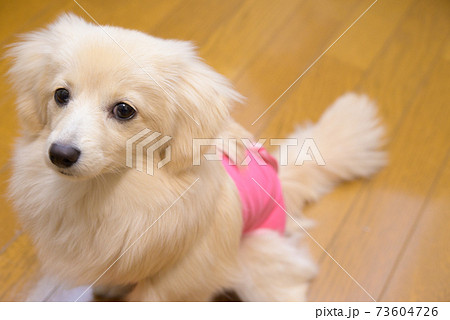 避妊・去勢手術後ウェアを着ている子犬　ミックス犬　ポメックス 73604726