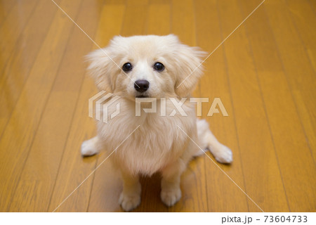 小型犬 お座り ポメックス 小型犬 お座り ポメックス 73604733