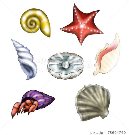 貝殻と海の生き物のイラストのイラスト素材