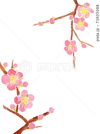 ピンク色の梅の水彩イラストフレーム 73605088