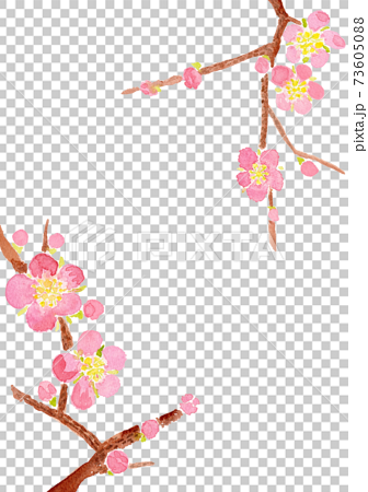 ピンク色の梅の水彩イラストフレーム 73605088