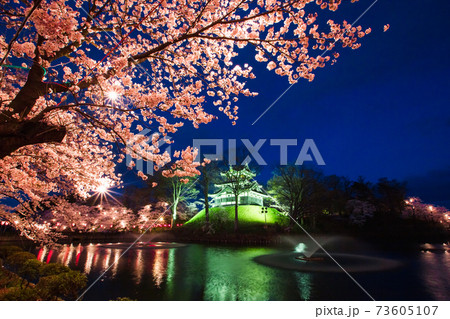 高田城址公園 水に映る夜桜 高田城址公園 水に映る夜桜 73605107