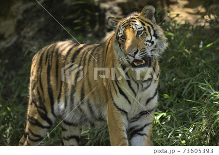 アムールトラ 73605393