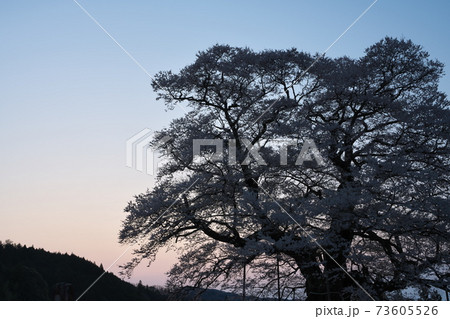 《岡山県》天然記念物に指定されている醍醐桜 73605526
