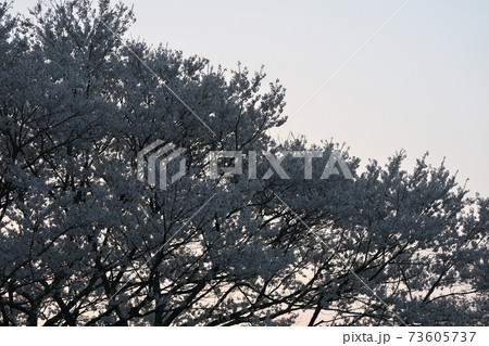 《岡山県》天然記念物に指定されている醍醐桜 《岡山県》天然記念物に指定されている醍醐桜 73605737