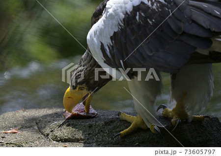 オオワシ 73605797