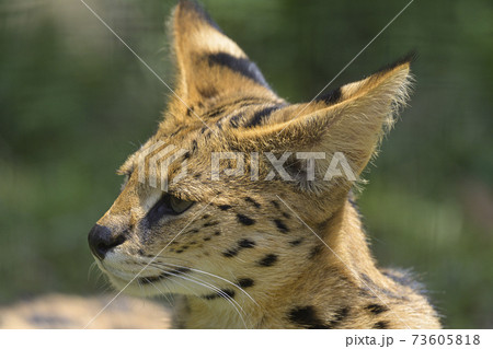 サーバルキャット サーバルキャット 73605818