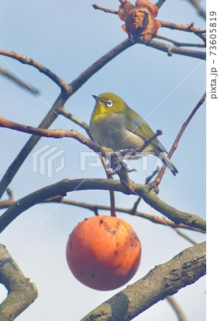 メジロと柿の実　和歌山県海南市下津町 73605819
