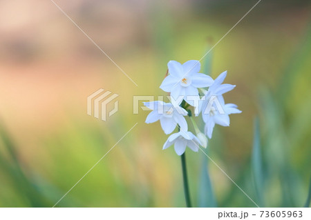 スイセンの花 ガリル スイセンの花 ガリル 73605963