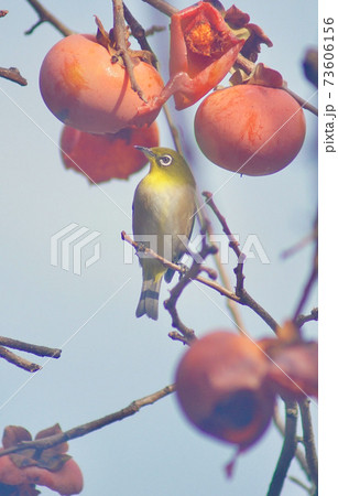 柿の木で佇むメジロ 和歌山県海南市下津町 柿の木で佇むメジロ 和歌山県海南市下津町 73606156