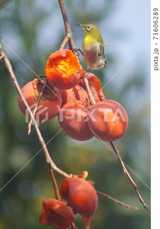 柿の実の上のメジロ　和歌山県海南市下津町 73606289