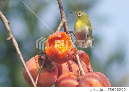 柿の実の上のメジロ　和歌山県海南市下津町 73606290