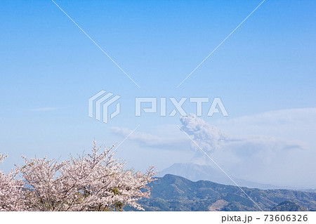 八重山公園の満開の桜と桜島の噴煙 73606326