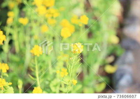 菜の花 菜の花 73606607
